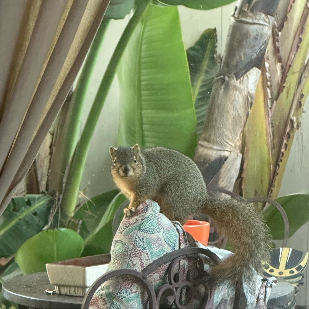 Extra shipping charge 🐿️